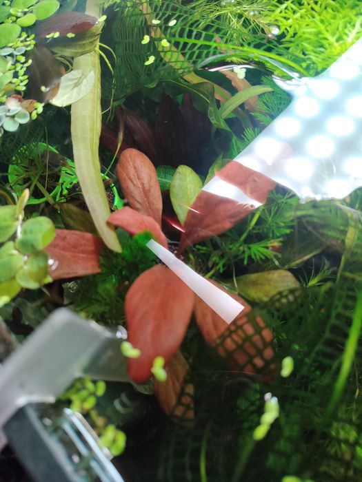 Продам самолус красный.