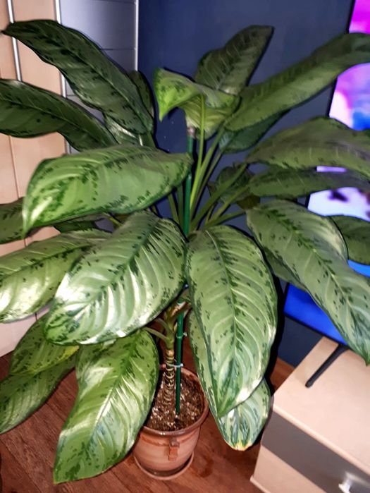 Сансевиерия Санса  Цветы в Алматы