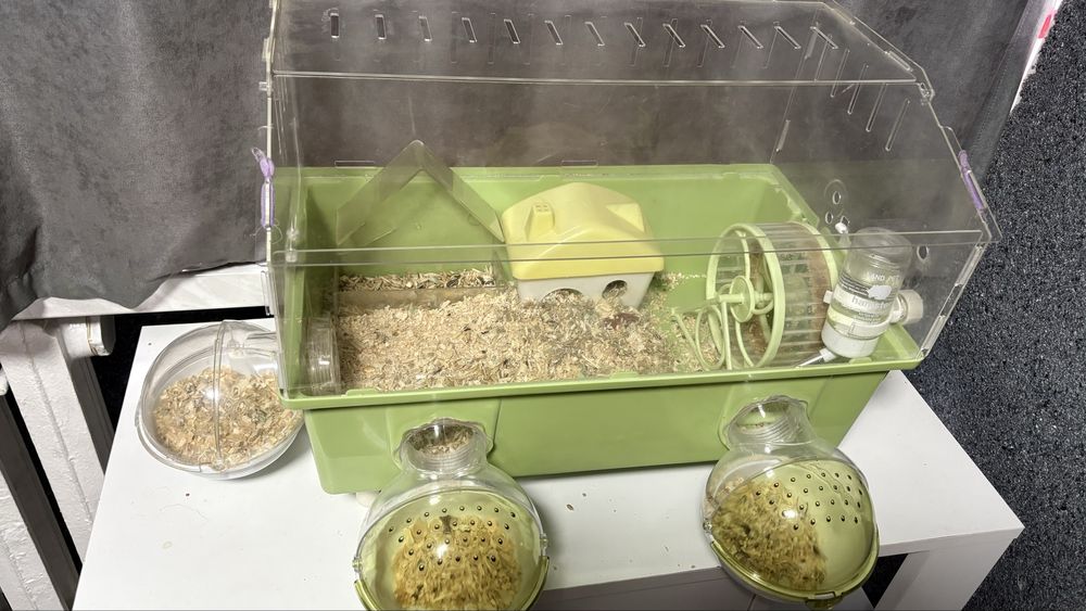 Клетка с джунгарскими хомяками