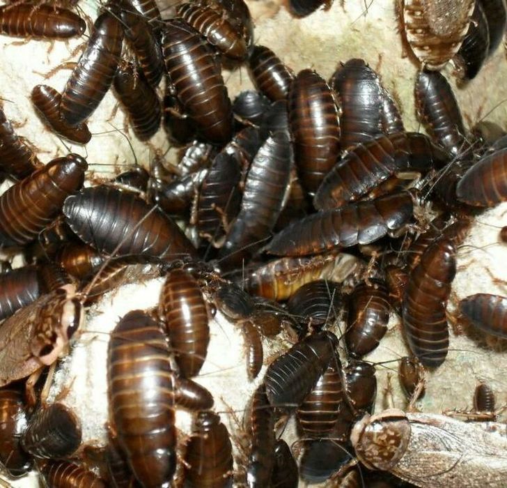 Кормовые насекомые