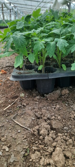 Răsaduri Renata-Bengești