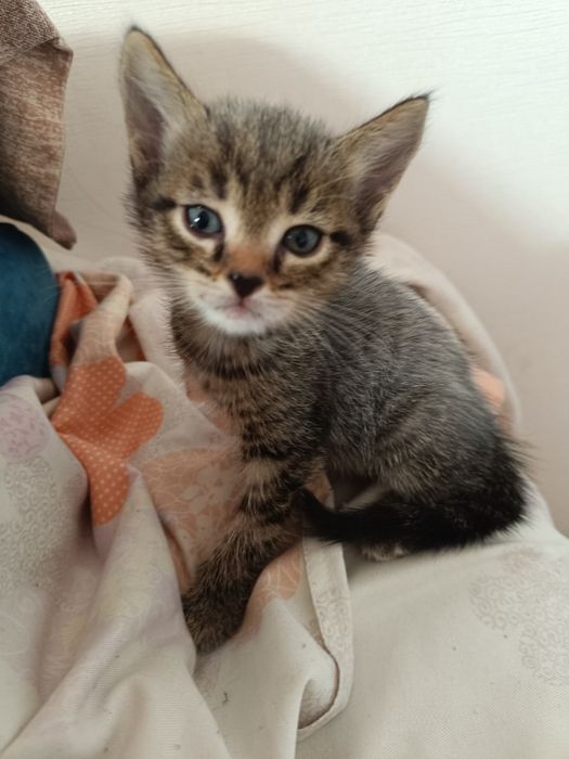 Котята в хорошие руки