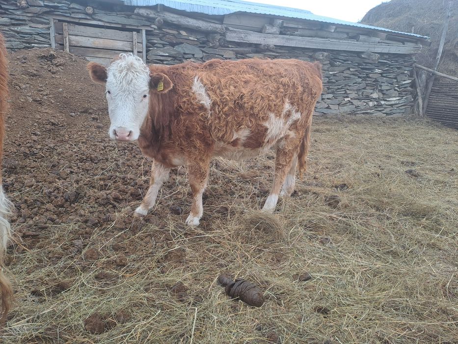 Сиырлар сатылады