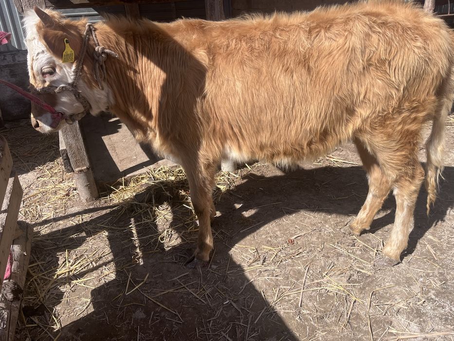 Еки баспак бир жасар