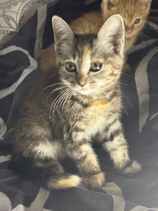 Котенок девочка