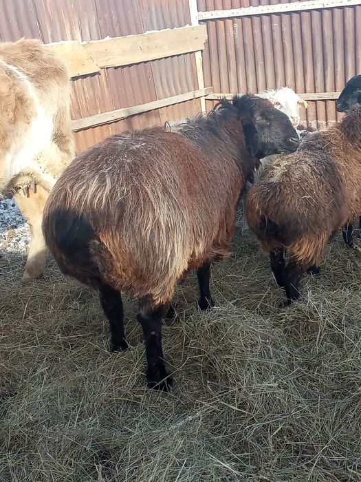 Кошкар продажа..