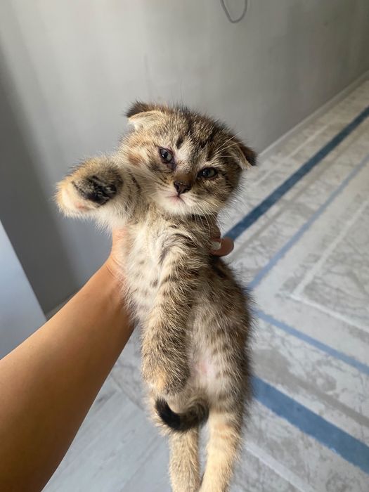 Котенок шотландский вислоухий