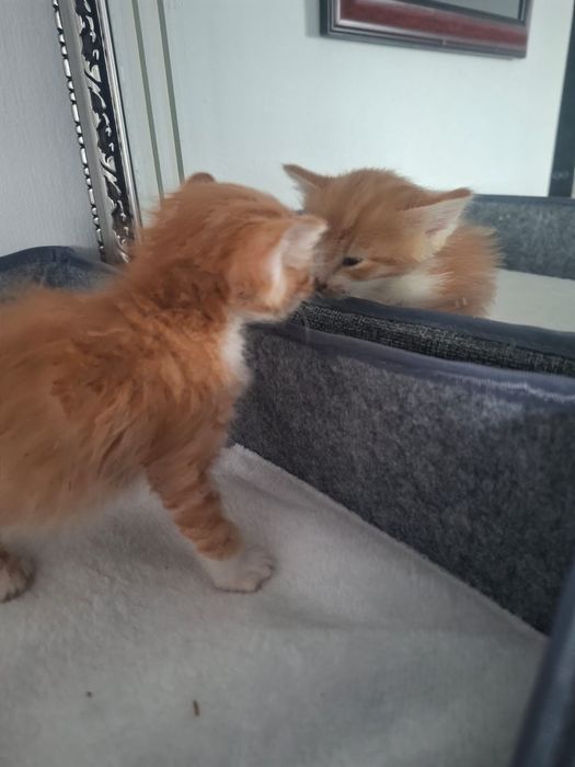 Отдам котенка в добрые руки
