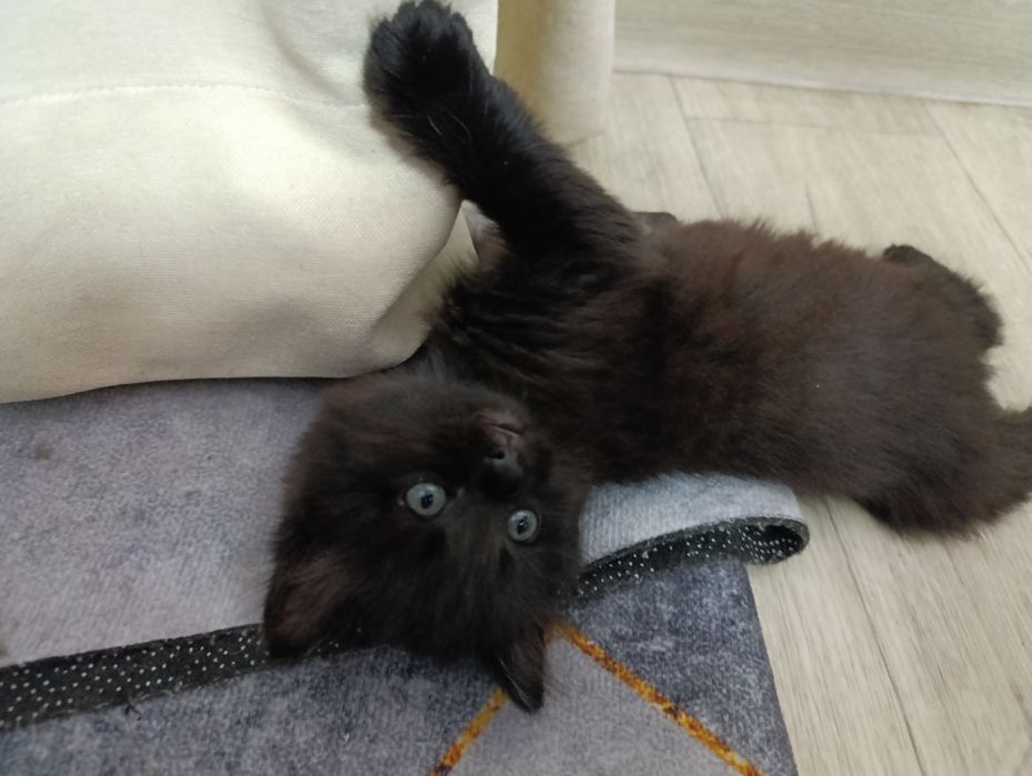 Отдам котенка 1,5 мес