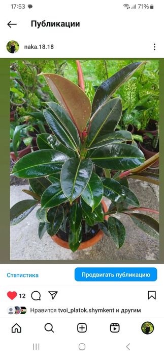 Домашние цветы Мырзакент