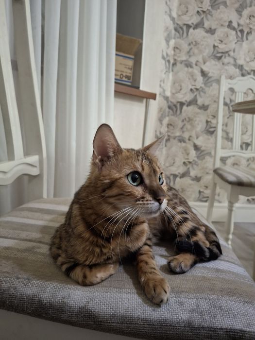 Продам кошку бенгал