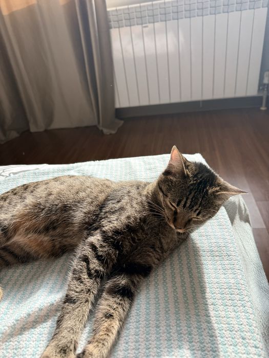 Котенка 1 год, в добрые руки