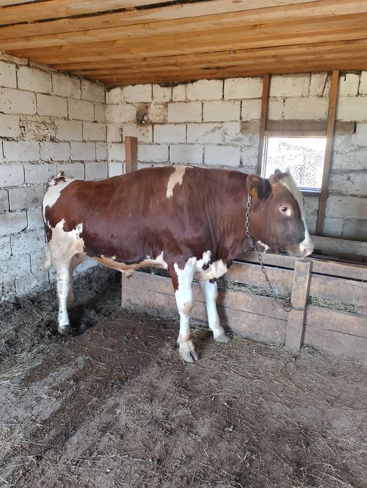 Бұқалар сатылады