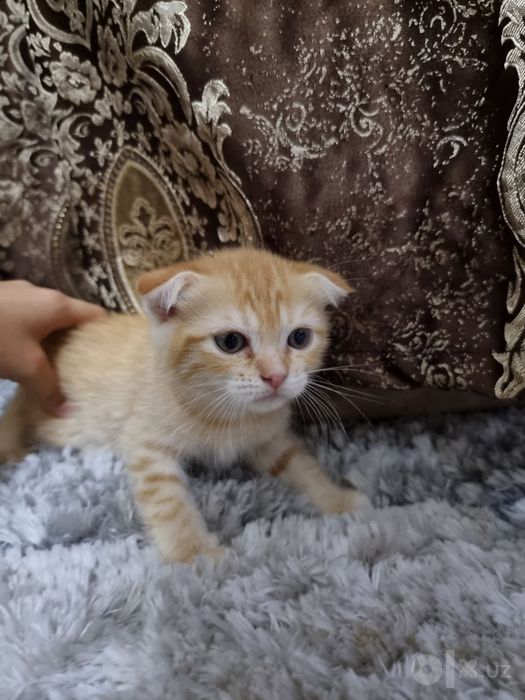 Вислоухие котята Скоттиш Фолды.
