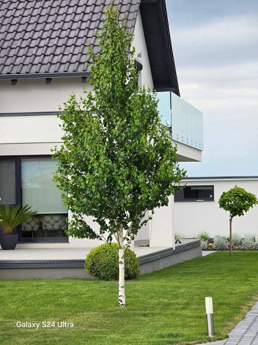 Mesteacăn cu coaja alba decorativ, Tei argintiu mirositor, Bambus etc