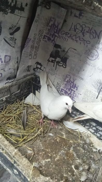 Срочно продам галубей