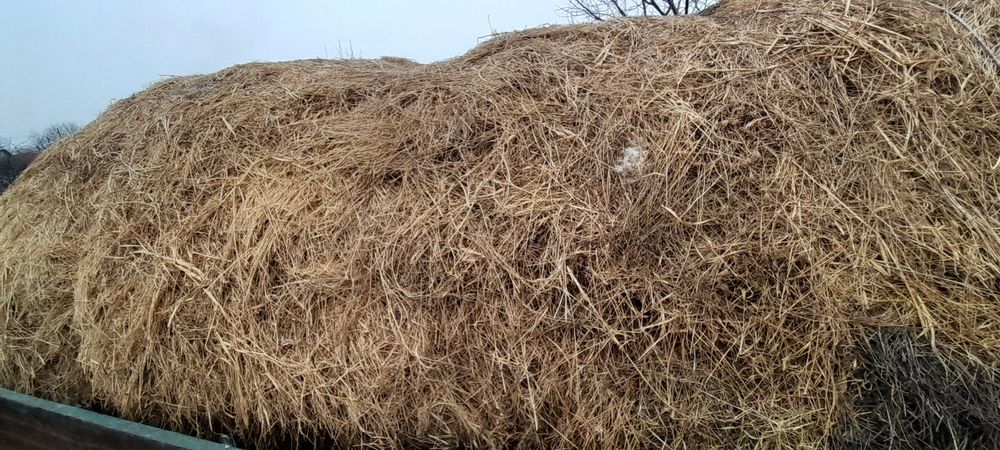 Nutreț animale Lucernă