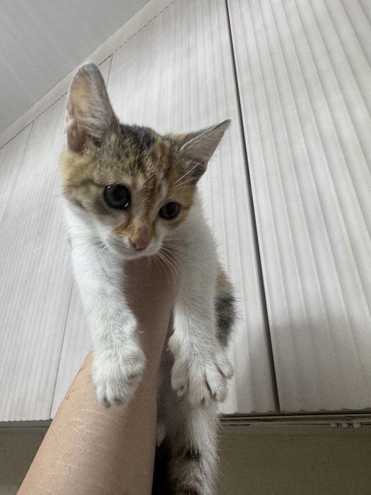 Котенок ищет дом