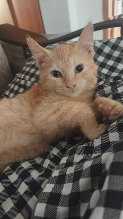Котенок в добрые руки