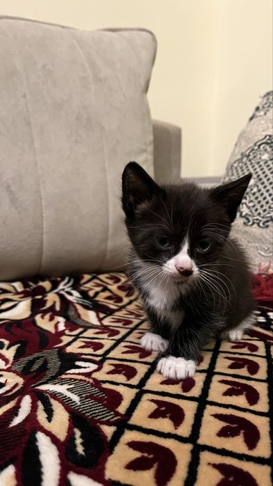 Отдаем котят в добрые руки