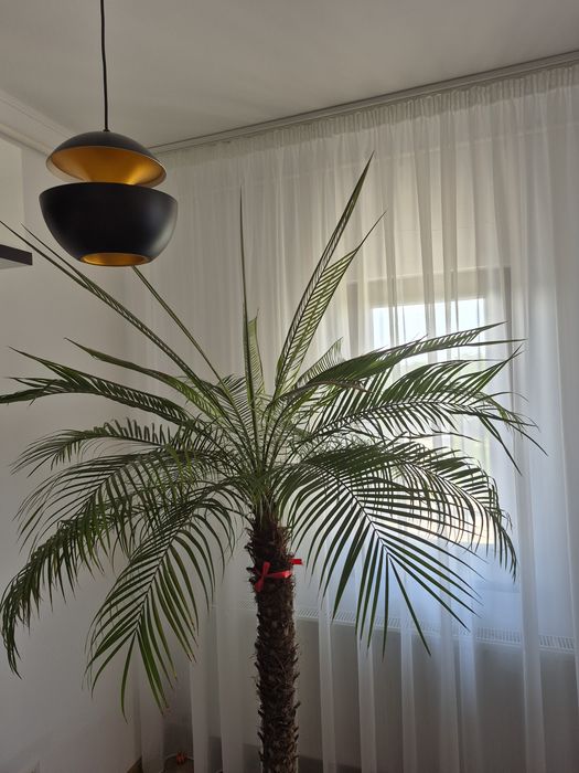 Palmieri Phoenix
