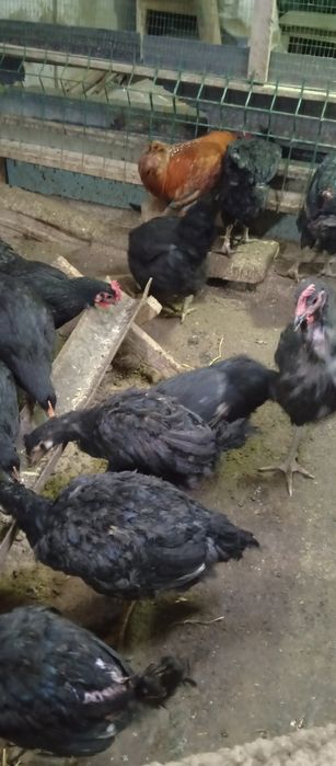 Кора Шахзода жужа хурозлари сотилади