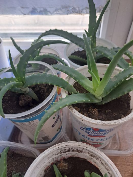 Продам кактусы и алоэ.