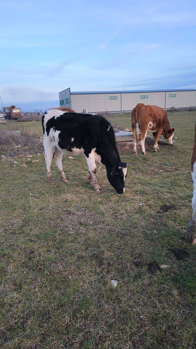 Vând doua juninci Holstein