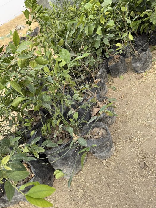 Лимон кучатлари бор