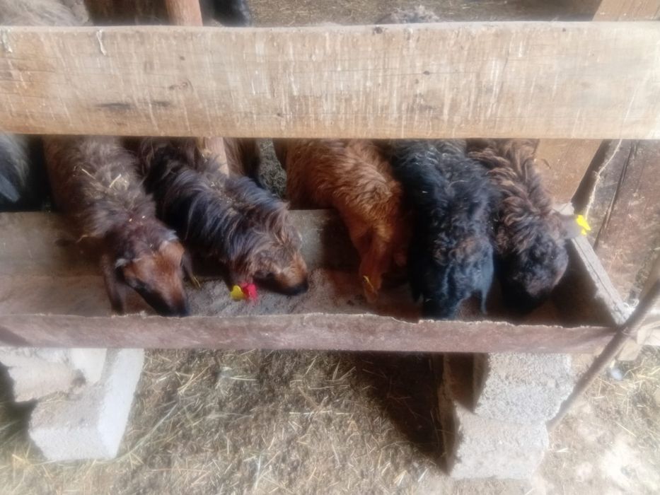 Шаруа қошқарлар  бар