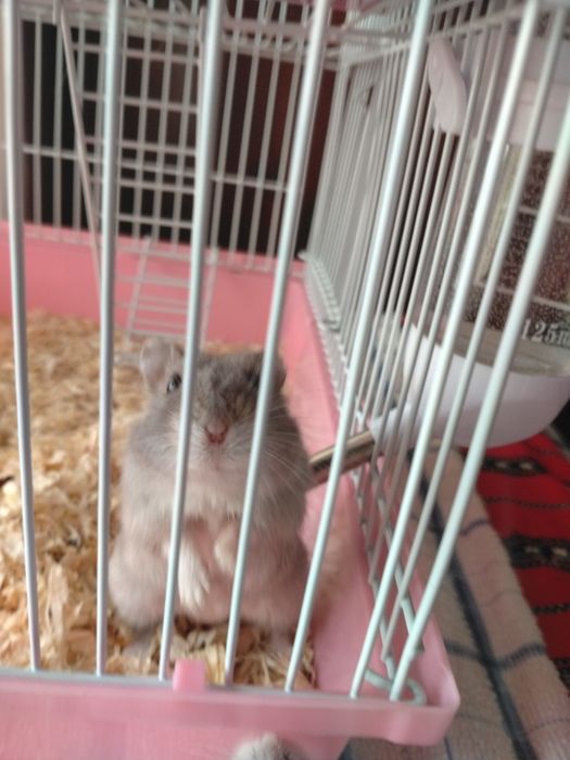 Vând 2 hamsteri superbi