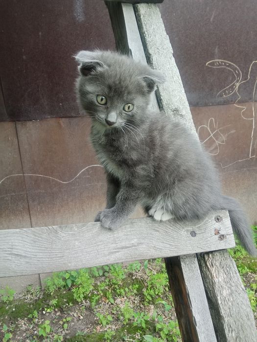 Отдам в хорошие руки котят