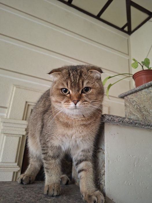 Sotilmaydi faqat vyazkaga beriladi 300ming so’m