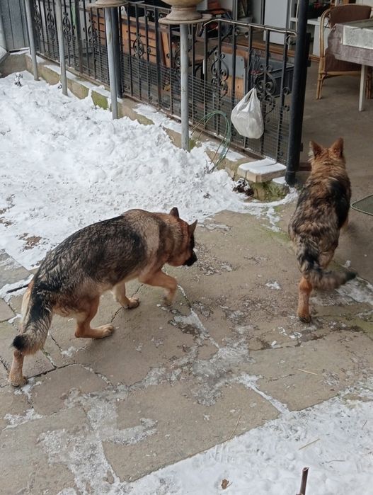 Немецкая овчарка