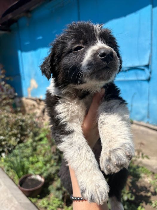 Щенков бесплатно