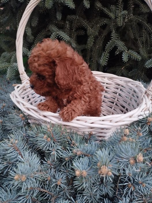 Той Пудел poodle toi