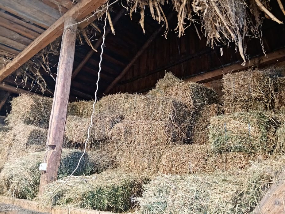 Vând baloți de lucernă