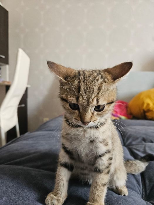Котенок мальчик 5 месяцев