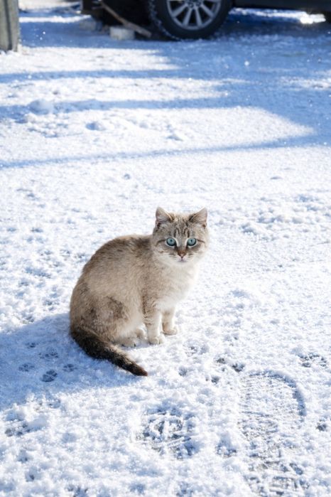 Котята 4 месяца 3 шт.