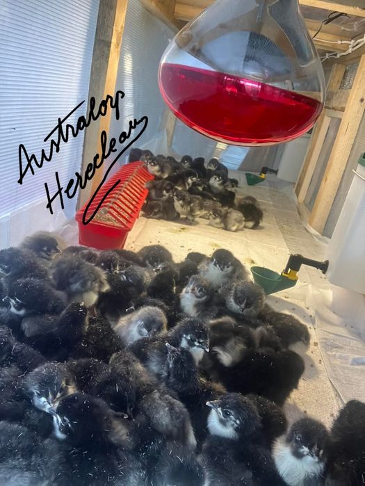 Oua pentru incubat si pui