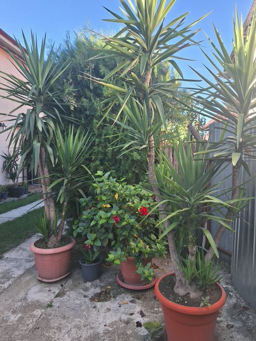 Vând plante decorative Yuka, cu dimensiuni cuprinse  între 40cm si 4 m