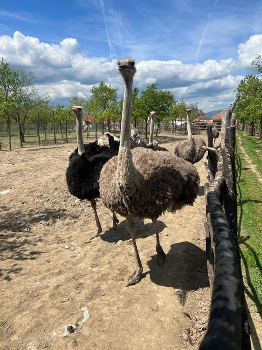 Struti reproducatori