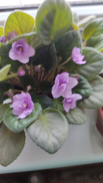 Продам молодые фиалки