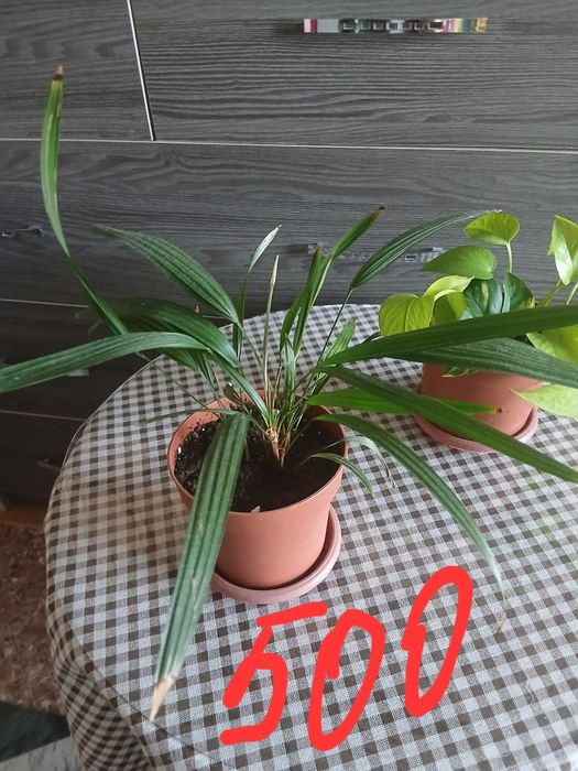 Продам домашние цветы