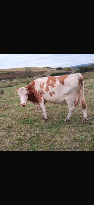 Vand vaca cu lapte sau / abator