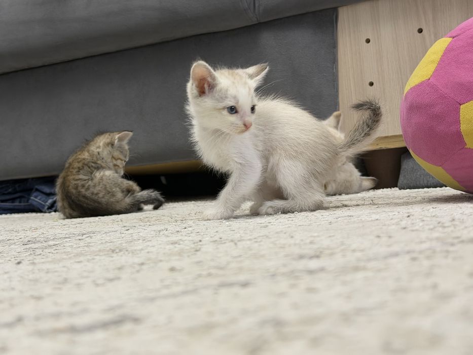 Отдам котят в добрые руки