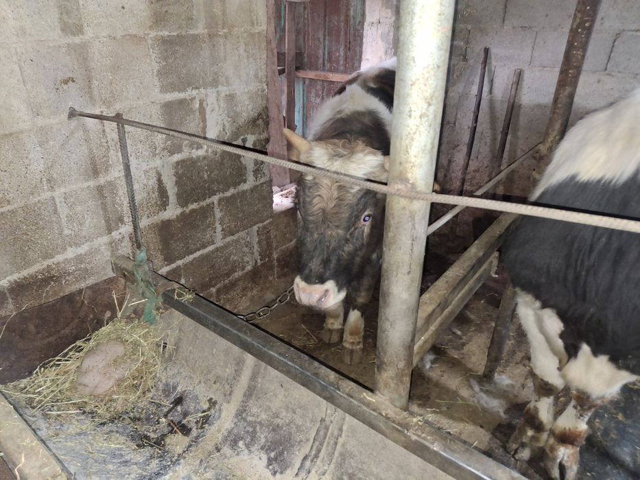 продам бычков домашние