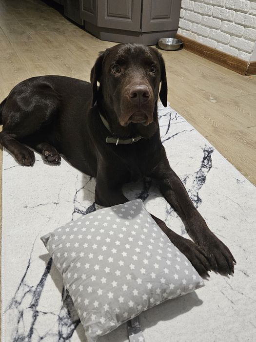 Жених ищет самку для случки