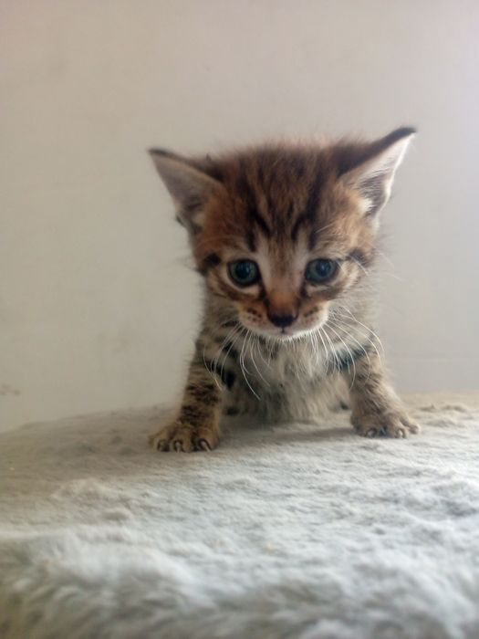 Отдам даром котят смесь с Мейн куном