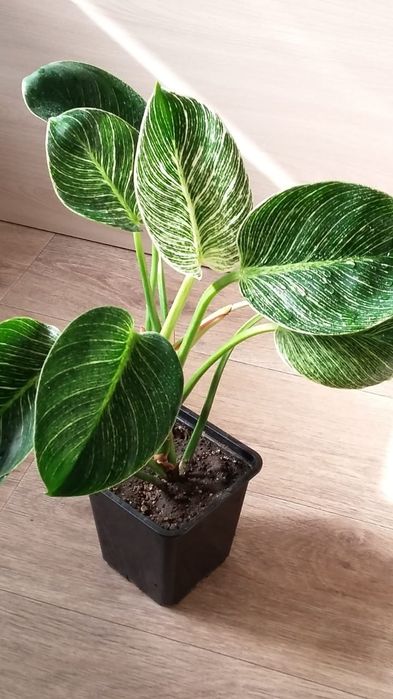 Филодендрон  Биркин